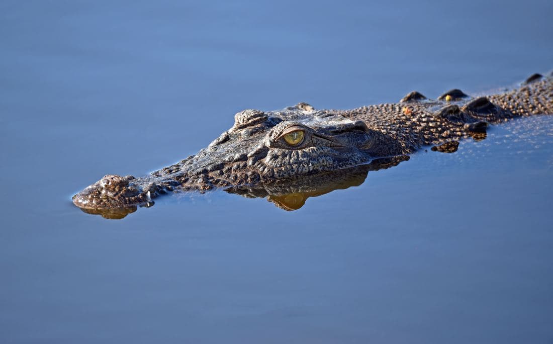 American crocodile in Tárcoles River, Costa Rica — one of the world's largest crocodiles